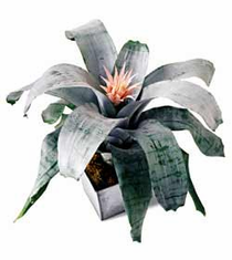 The FTD� Classic Bromeliad Plant
