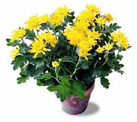 The FTD� Cushion Chrysanthemum
