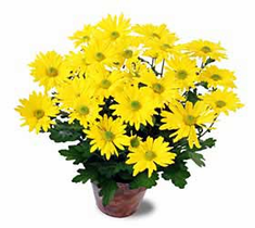 The FTD� Daisy Chrysanthemum (Lg)