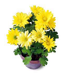 The FTD� Daisy Chrysanthemum (Sm)