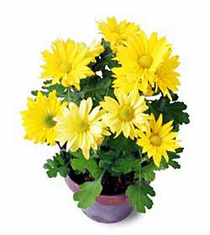 The FTD� Daisy Chrysanthemum (Sm)