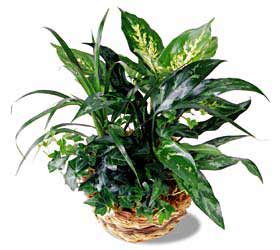 The FTD� Exotic Assortment
