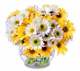The FTD� Fresh As A Daisy� Arrangement