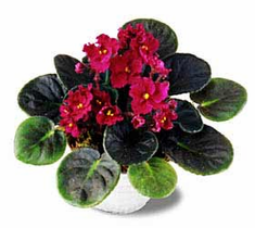 The FTD� Fuchsia African Violets