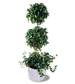 The FTD� Ivy Topiary (Lg)