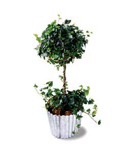 The FTD� Ivy Topiary (Sm)