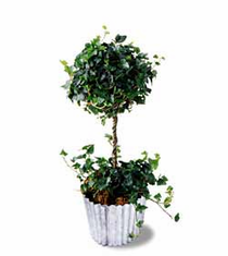 The FTD� Ivy Topiary (Sm)