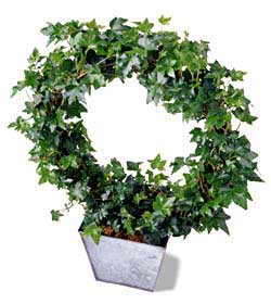 The FTD� Ivy Topiary Wreath