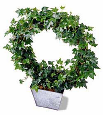 The FTD� Ivy Topiary Wreath
