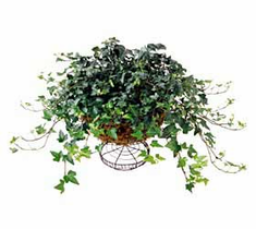 The FTD� Ivy Wire Basket