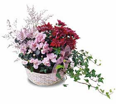 The FTD� Mum Planter Basket