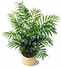 The FTD� Palm