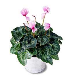 The FTD� Pink Cyclamen Plant