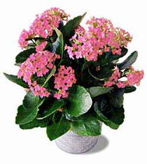 The FTD� Pink Kalanchoe