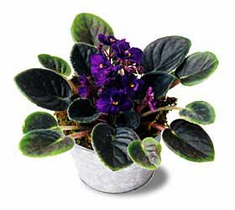 The FTD� Purple African Violets