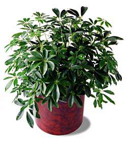 The FTD� Schefflera Arboricola