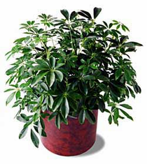 The FTD� Schefflera Arboricola