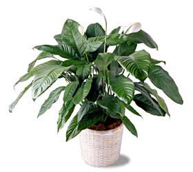 The FTD� Spathiphyllum