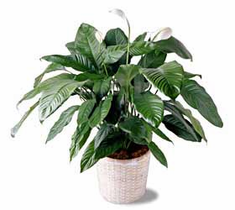 The FTD� Spathiphyllum