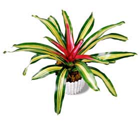 The FTD� Tri-Color Bromeliad