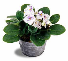 The FTD� White African Violets