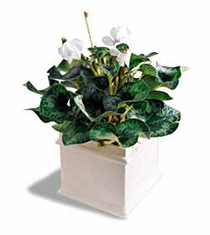 The FTD� White Cyclamen Plant