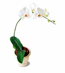 The FTD� White Phalaenopsis Orchid
