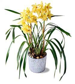 The FTD� Yellow Cymbidium Orchid