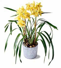 The FTD� Yellow Cymbidium Orchid