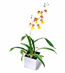 The FTD� Yellow Oncidium Orchid