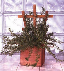 Trellised Rosemary