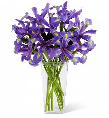 iris