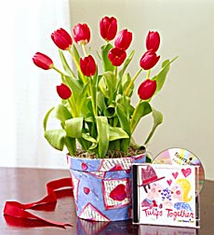 Tulips for Lovers