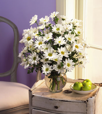  White Daisies