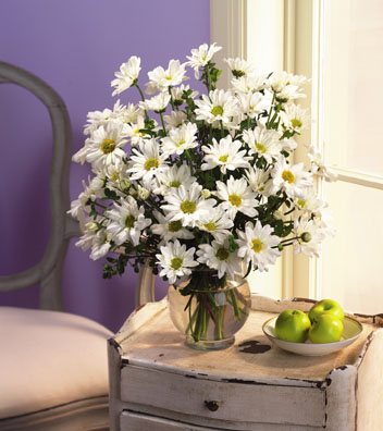  White Daisies