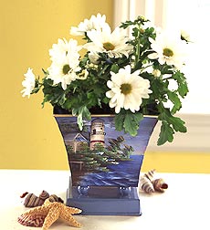 White Mum Plant in Lighthouse Planter