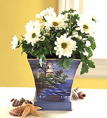 White Mum Plant in Lighthouse Planter