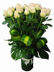 white roses