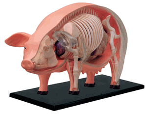 3D Pig Anatomy Puzzle     