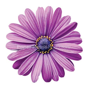 African Daisy Magnet African Daisy Magnet