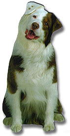 Australian Shepherd Magnet