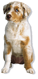 Australian Shepherd Puppy Magnet