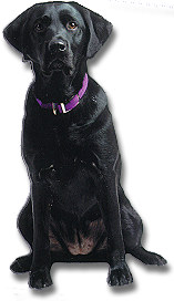 Black Labrador Retriever Magnet