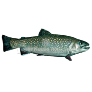 Brook Trout Magnet