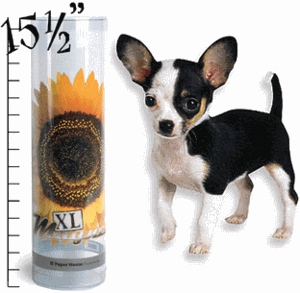 Chihuahua XL Magnet      