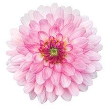 Dahlia Magnet Dahlia Magnet
