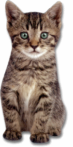 Duke the Tiger Kitten Magnet