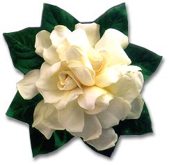 Gardenia Magnet