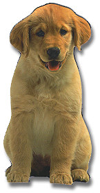 Golden Retriever Pup Magnet