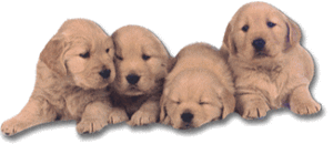 Golden Retriever Pups Magnet